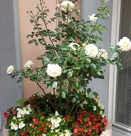 Aparthotel Palazzo Virginio Florencie